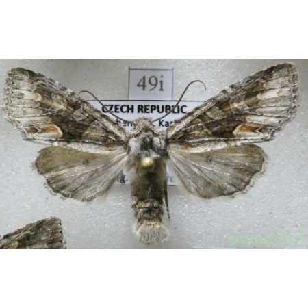 Dichonia convergens (Denis & Schiffermüller, 1775) Czech49i